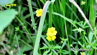 Rundgang durch das Heidenreichsteiner Moor Niederösterreich Reisebilderbuch jop TV Travel [upl. by Ylluz]