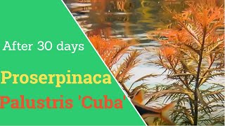 Proserpinaca Palustris cuba 30 day timelapse  Mermaid Weed [upl. by Niattirb996]