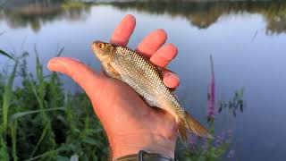 Avoiding the Blank 24 Pt 9 Chub and Roach on the Stour and carp matches at Cromwell and Berners [upl. by Tarsuss529]