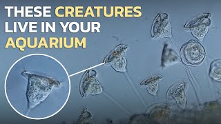 Vorticella campanula • Aquarium Creatures You Have Never Seen Before • PART 6 [upl. by Mena]