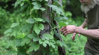 Hops Humulus lupulus [upl. by Cirre]