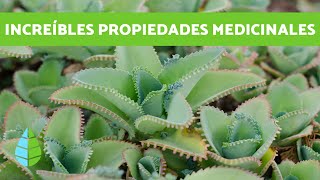 PLANTA KALANCHOE  Cuidados y beneficios [upl. by Isolde]