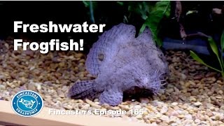 Freshwater Frogfish Fincasters Episode 165 [upl. by Brookes223]