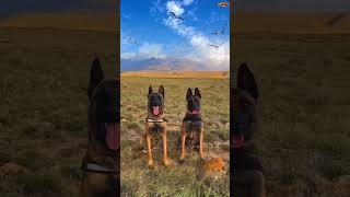 DOG TRAINING malinois dog malinoislovers malinoislove pubg k9 [upl. by Touber29]