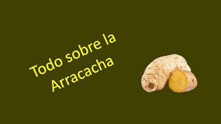 Todo sobre la Arracacha [upl. by Otipaga]