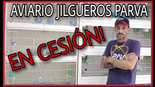 AVIARIO JILGUEROS PARVA EN CESIÓN  💯 NOS CENTRAMOS EN NUESTRA PROPIA LÍNEA DE JILGUEROS PARVA [upl. by Iroj]