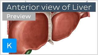 Anterior view of the liver preview  Human Anatomy  Kenhub [upl. by Adao320]