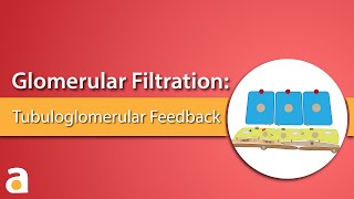 Glomerular Filtration Tubuloglomerular Feedback [upl. by Zoie]