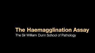 The Haemagglutination assay [upl. by Tiffi]