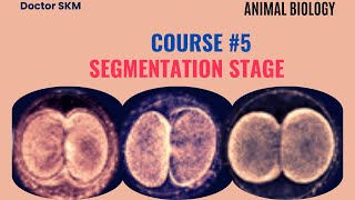 WHAT IS SEGMENTATION COURSE N°06 [upl. by Boar306]