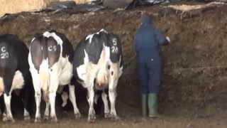 feeding silage to the cows [upl. by Ssecnirp]