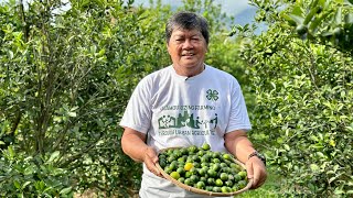 3M per ha per month kita sa Kalamansi farm sa Zamboanga City Bakit mas mataas kaysa sa Luzon [upl. by Brieta]