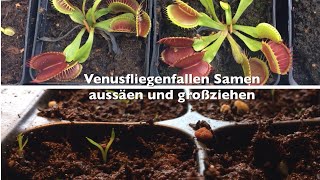 VenusfliegenfallenSamen richtig aussäen  Wachstum der Dionaea muscipula  Karnico [upl. by Annette]