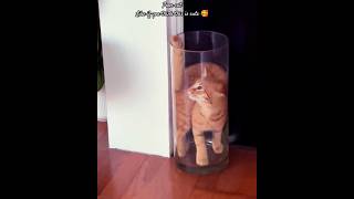 These Cat has a big problem😆 cat kitty cats catfunny cute catlover relaxing catshorts [upl. by Pavia413]