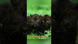 The Black Panthers Secret 🖤🐯🐅 [upl. by Keifer311]