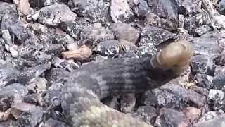 Blacktailed Rattlesnake at Cave Creek Canyon Arizona [upl. by Moina]