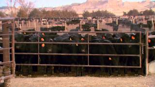 Angus VNR Genetics and management determine efficiency [upl. by Farant167]