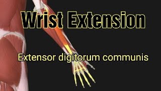 Wrist Extension4 Extensor digitorum communis muscle [upl. by Hawken106]