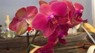 Orchid growing tips myths I’ve ignored [upl. by Ogu]