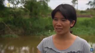 “LOLONG” THE BIGGEST CROCODILE IN THE WORLD DOCUMENTARY NATIONAL GEOGRAPHIC WILD HD 2023 [upl. by Akerehs]