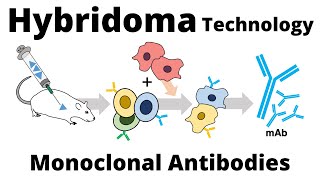 Hybridoma Technology for the Production of Monoclonal Antibodies [upl. by Atnoed]