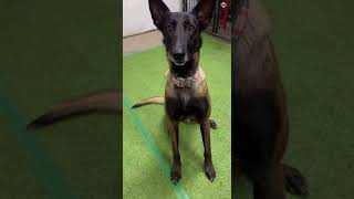 Malinois sports lineup malinois dog Superbowl [upl. by Gimble]