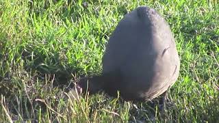 Redknobbed Coot Wakkerstroom South Africa 2015 [upl. by Weil]