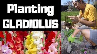 Planting Gladiolus Gladioli [upl. by Ariek675]