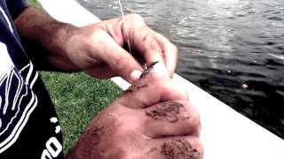 How To Hook and Cast Mullet [upl. by Julis]