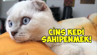 Scottish Fold Cinsi Yeni KEDİM [upl. by Hairahs]