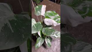 White Princess Plant Philodendron Overgrowing Its Pot  White Wizard  ppp plant [upl. by Meldoh]