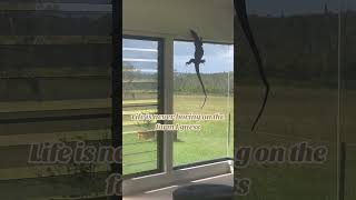 Large lizard gets stuck on the curtain rod [upl. by Bowie]