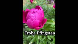 Frohe Pfingsten 节日快乐！ [upl. by Aikel527]