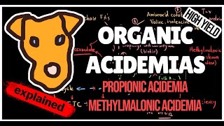 Organic acidemias Mechanism of Methylmalonic and Propionic acidemias for Step 1 [upl. by Niattirb585]