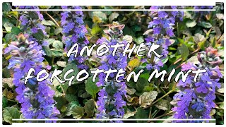 Bugleweed or Ajuga reptans  How To Identify amp Fun Facts  Wild Edibles Season 2 [upl. by Hasty]