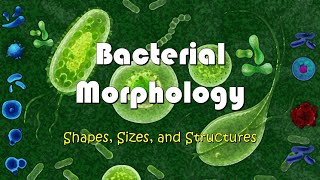 Understanding Bacterial Morphology  Shapes Sizes and Structures of Bacteria [upl. by Thetisa]