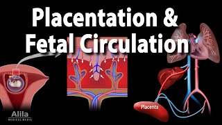 Embryology Development of the Placenta and Fetal Circulation Animation [upl. by Rao]