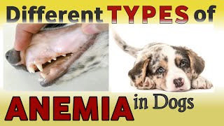 ANEMIA in dogs philinsight anemia dog [upl. by Rehtse]