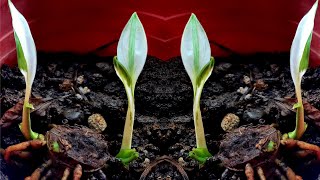 Spathiphyllum Variegated Peace Lily Propagation  Grow Picasso from Rhizome [upl. by Rist504]