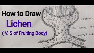 Lichen  V S of Fruiting Body  How to draw fruiting body of Lichen [upl. by Ynnaffit]