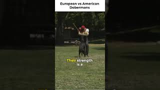 EUROPEAN VS AMERICAN DOBERMAN PINSCHER [upl. by Madeline]