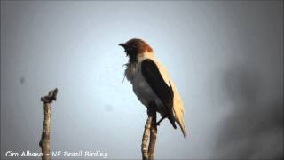 Bearded Bellbird  arapongadonordeste  Procnias averano [upl. by Euqinehs]