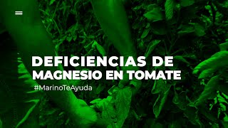 DEFICIENCIAS DE MAGNESIO EN TOMATE [upl. by Amerak]