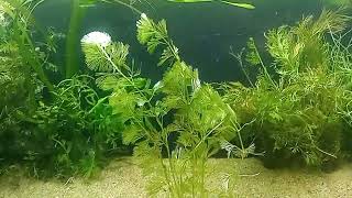 Cabomba Aquatica beautiful low tech aquatic plant [upl. by Orabel]