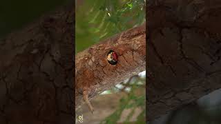 House keeping  Coppersmith Barbet [upl. by Nommad]