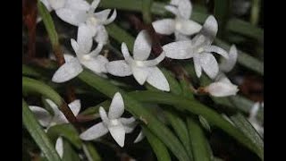 sta fiorendo la Ceratostiyis philippinensis una magifica miniatura ideale orchidea degli scemi [upl. by Tartan]