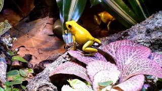 Phyllobates bicolor auch die Weibchen singen [upl. by Annatnas]