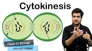 Cytokinesis In Animal amp Plant Cells  Furrow amp Cell Plate Formation  Cell Cycle Class11 Biology [upl. by Tarrah62]