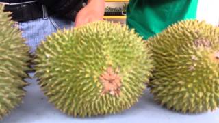 Musang King Durian Karak Malaysia [upl. by Sholom]