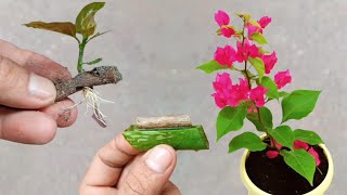 Growing bougenvillea by cutting stems with amazing aloe vera effect fast root  Best rooting hormone [upl. by Thordia]